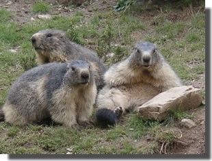 marmottes pyrénées