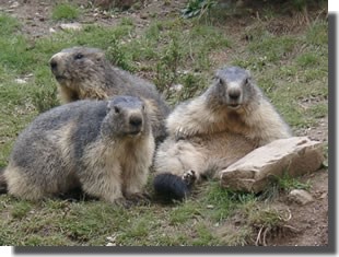 marmottes pyrnes