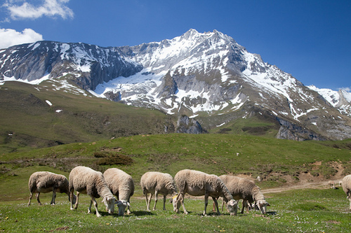 animales pirineos