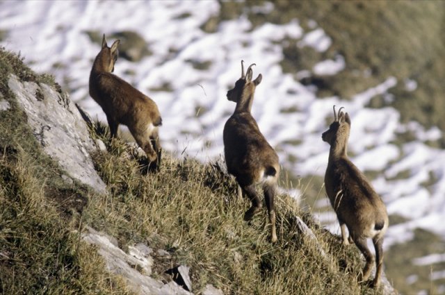 Pyrenean chamois