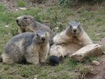 photos de marmottes